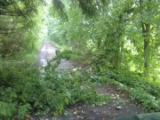 На аллею упало дерево