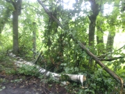 Пришлось его спилить