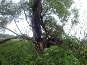 Дерево около 