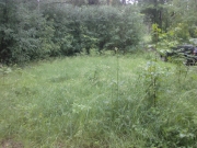 Такая трава была на линейке,кода мы приехали